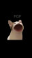 PopCat screenshot 1